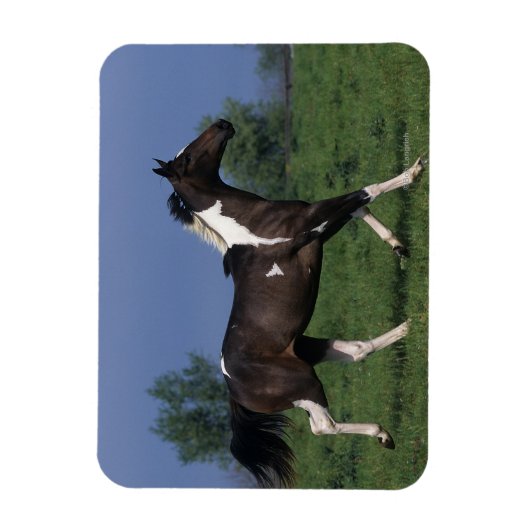 Magnet Flexible Cheval de peinture 2 (Vertical)