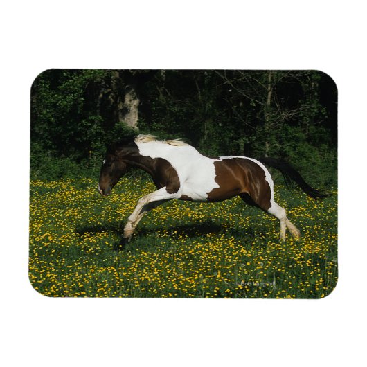 Magnet Flexible Cheval de peinture courant dans le champ de fleurs (Horizontal)