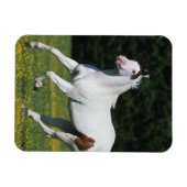 Magnet Flexible Cheval de peinture courant dans le champ de gravit (Horizontal)