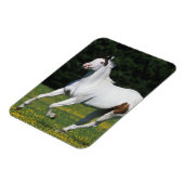 Magnet Flexible Cheval de peinture courant dans le champ de gravit (Côté Gauche)