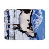 Magnet Flexible Cheval de peinture debout dans la neige (Horizontal)