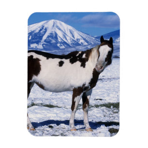 Magnet Flexible Cheval de peinture debout dans la neige