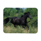Magnet Flexible Cheval de race Thoroughbred coule dans l'herbe (Horizontal)
