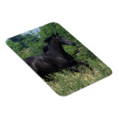 Magnet Flexible Cheval de race Thoroughbred coule dans l'herbe (Côté Droit)
