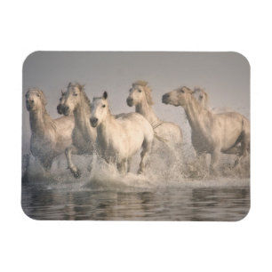 Magnet Flexible Cheval galopant dans l'eau méditerranéenne