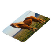 Magnet Flexible Cheval islandais au soleil couchant (Côté Gauche)