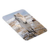 Magnet Flexible Cheval islandais blanc, Islande (Côté Droit)