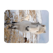 Magnet Flexible Cheval islandais blanc, Islande (Horizontal)