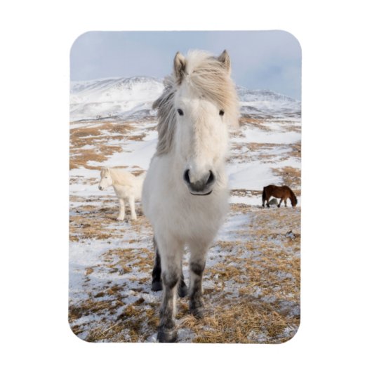 Magnet Flexible Cheval islandais blanc, Islande (Vertical)