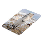 Magnet Flexible Cheval islandais blanc, Islande (Côté Gauche)
