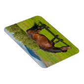 Magnet Flexible Cheval islandais de Mossfellsbaer (Côté Droit)