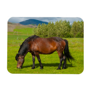 Magnet Flexible Cheval islandais de Mossfellsbaer