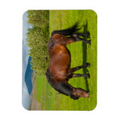 Magnet Flexible Cheval islandais de Mossfellsbaer (Vertical)
