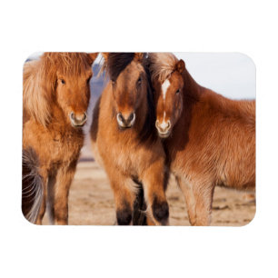 Magnet Flexible Cheval islandais en hiver
