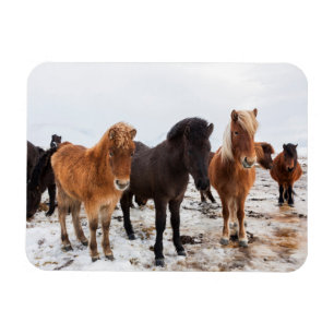 Magnet Flexible Cheval islandais en hiver en Islande