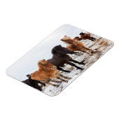 Magnet Flexible Cheval islandais en hiver en Islande (Côté Gauche)