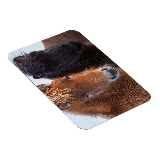 Magnet Flexible Cheval islandais en hiver en Islande (Côté Droit)