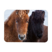 Magnet Flexible Cheval islandais en hiver en Islande (Horizontal)