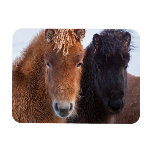 Magnet Flexible Cheval islandais en hiver en Islande (Horizontal)