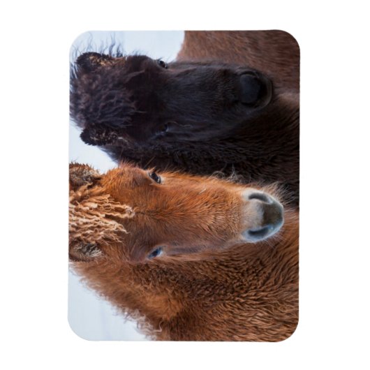 Magnet Flexible Cheval islandais en hiver en Islande (Vertical)