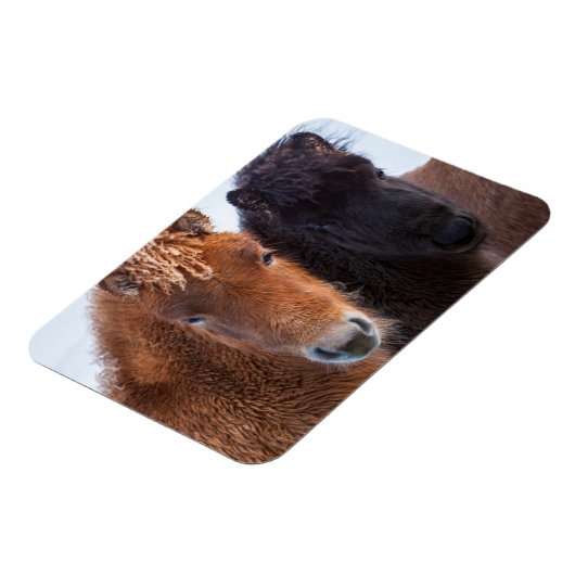 Magnet Flexible Cheval islandais en hiver en Islande (Côté Gauche)
