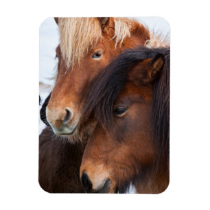 Magnet Flexible Cheval islandais en hiver en Islande