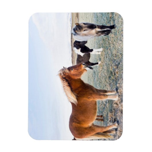 Magnet Flexible Cheval islandais en hiver en Islande (Vertical)
