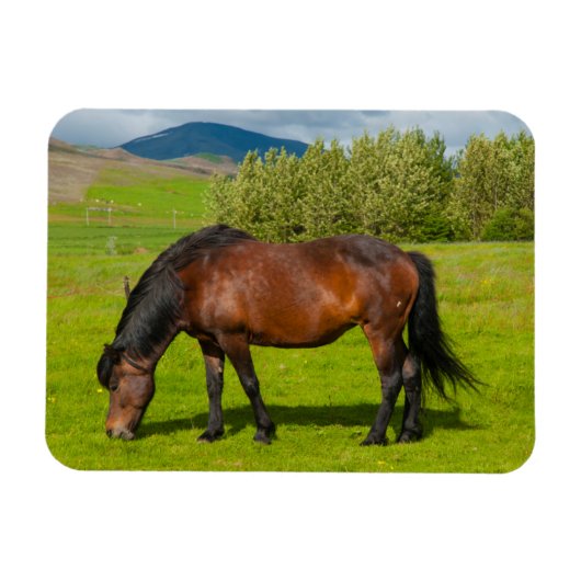 Magnet Flexible Cheval islandais Mossfellsbaer (Horizontal)