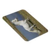 Magnet Flexible Cheval Miniature Courant Près De L'Eau (Côté Droit)