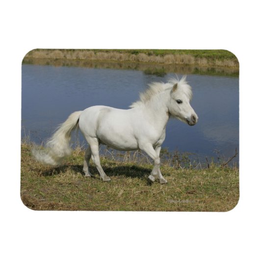 Magnet Flexible Cheval Miniature Courant Près De L'Eau (Horizontal)