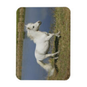 Magnet Flexible Cheval Miniature Courant Près De L'Eau (Vertical)