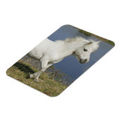 Magnet Flexible Cheval Miniature Courant Près De L'Eau (Côté Gauche)