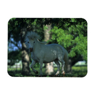 Magnet Flexible Cheval miniature debout dans les arbres