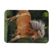 Magnet Flexible Cheval Miniature En Course (Horizontal)