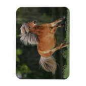 Magnet Flexible Cheval Miniature En Course (Vertical)