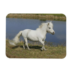 Magnet Flexible Cheval miniature fonctionnant près de l'eau
