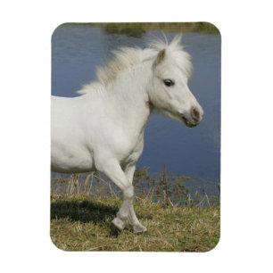 Magnet Flexible Cheval miniature fonctionnant près de l'eau