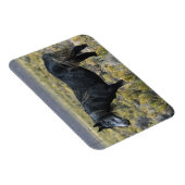 Magnet Flexible Cheval Mustang sauvage dans le désert (Côté Droit)