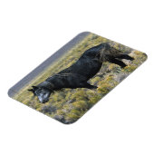 Magnet Flexible Cheval Mustang sauvage dans le désert (Côté Gauche)