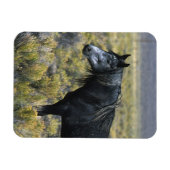 Magnet Flexible Cheval Mustang sauvage dans le désert (Horizontal)