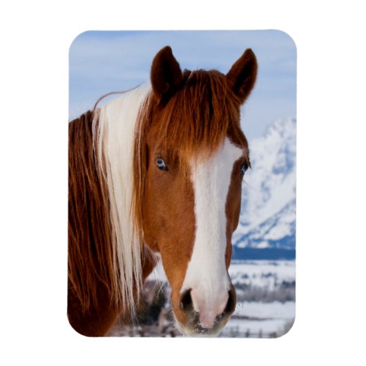 Magnet Flexible Cheval Pinto Mount Moran en hiver (Vertical)