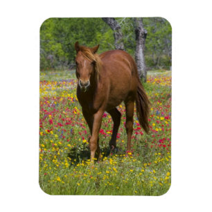 Magnet Flexible Cheval Quarter Horse dans un champ de fleurs sauva