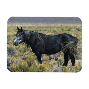 Magnet Flexible Cheval sauvage de mustang dans le désert