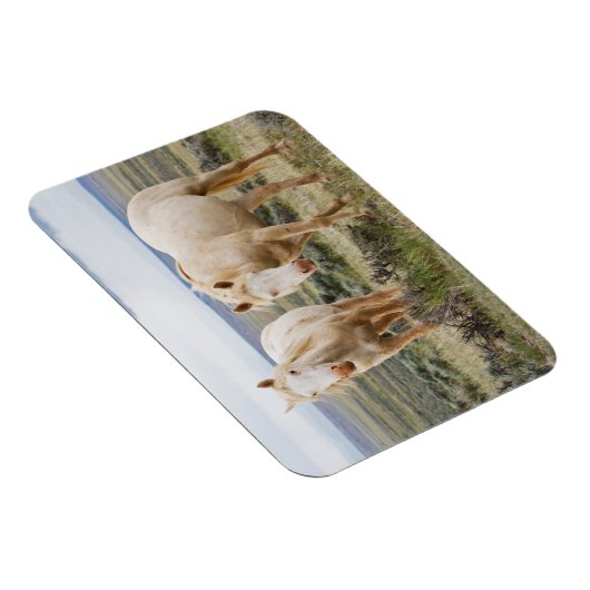 Magnet Flexible Cheval sauvage en itinérance sur le Priaire de Cod (Côté Droit)