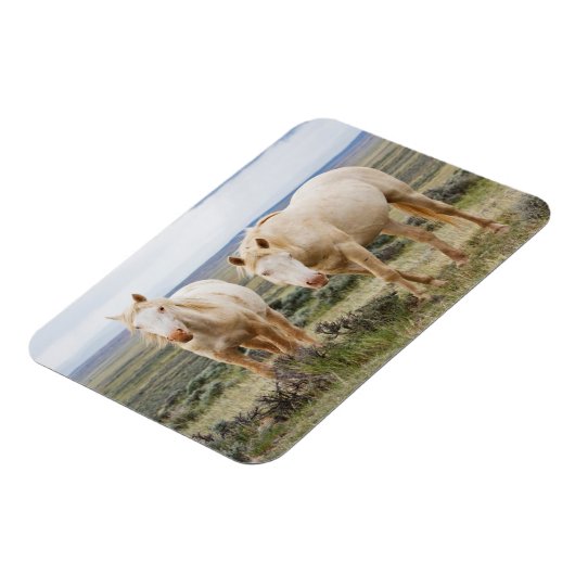 Magnet Flexible Cheval sauvage en itinérance sur le Priaire de Cod (Côté Gauche)