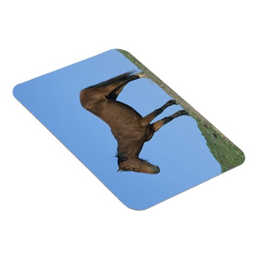 Magnet Flexible Cheval sauvage Mustang (Côté Droit)
