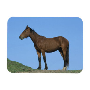 Magnet Flexible Cheval sauvage Mustang