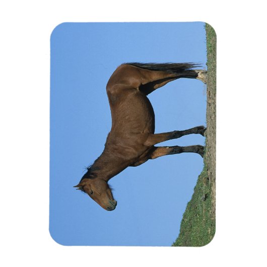 Magnet Flexible Cheval sauvage Mustang (Vertical)