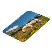 Magnet Flexible Cheval sur herbes dans une prairie alpine en été (Côté Gauche)