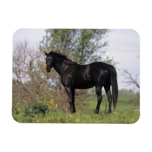 Magnet Flexible Cheval Thoroughbred debout (Horizontal)